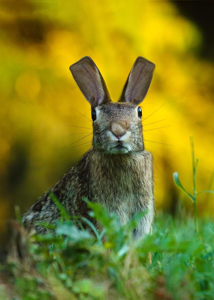 Cubic Rabbit