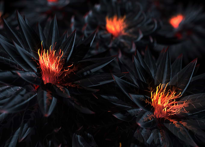 Nightshade