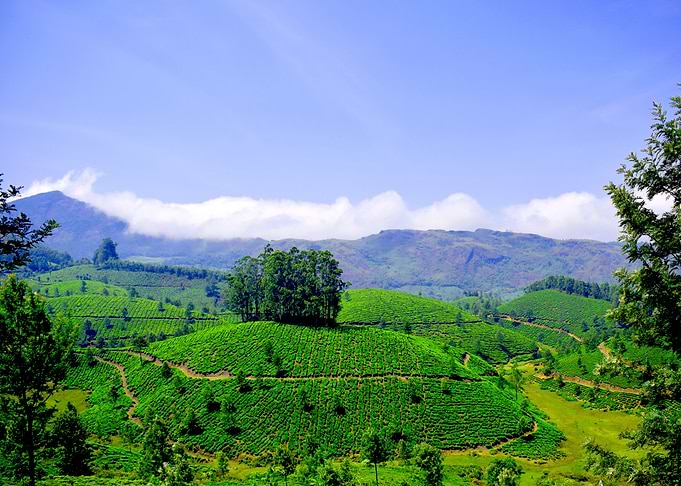 Munnar - 'hilla station' tea garden