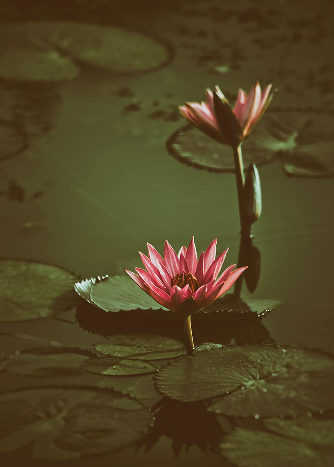 Lilly flower in a pond - W