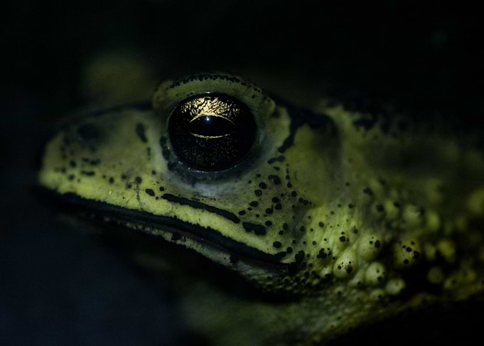 The golden frog