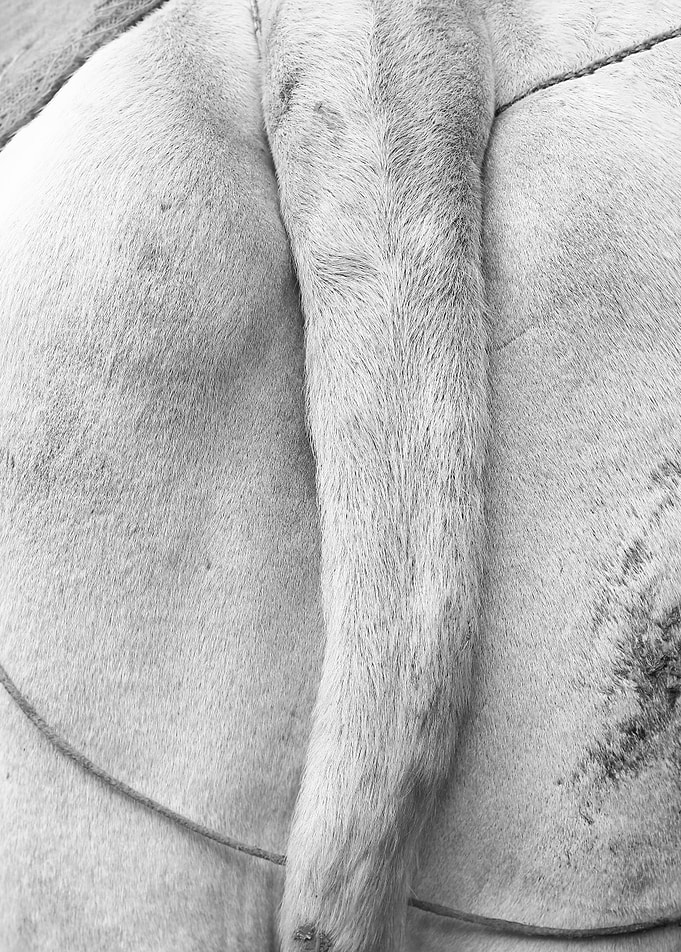 fine art