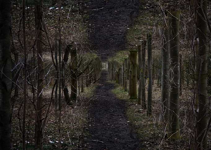 Inverted Forest