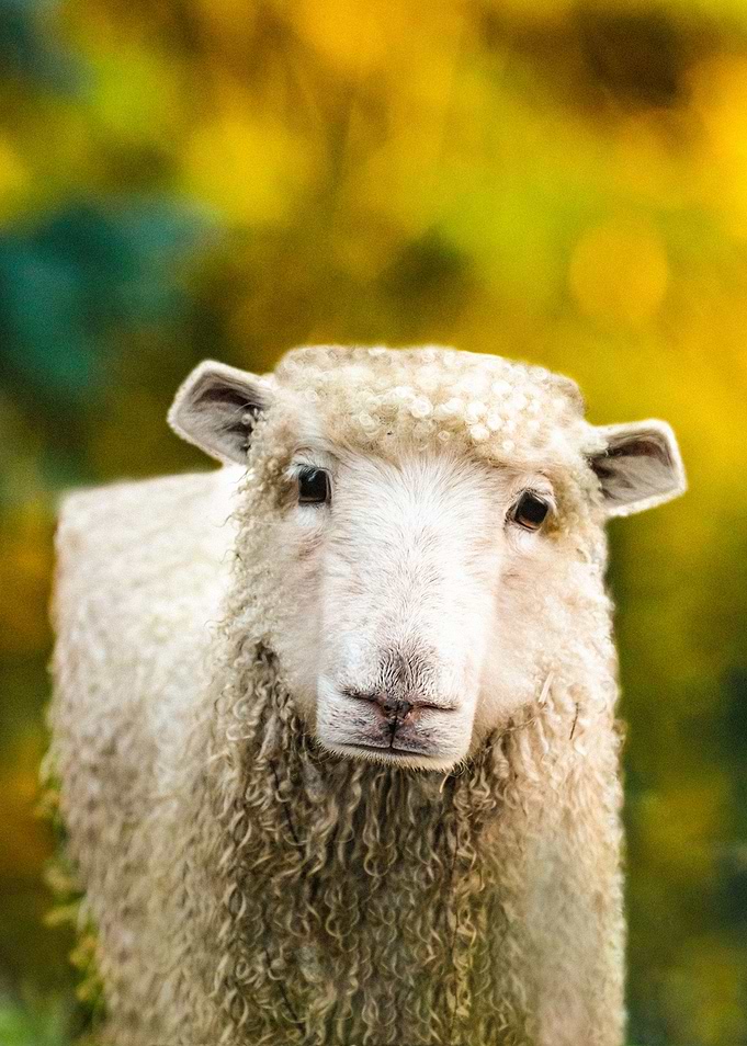 Cubic Sheep