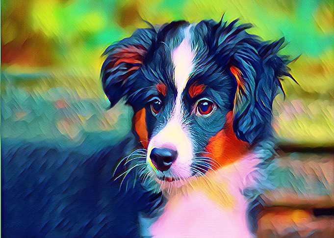 Mini Australian Shepherd