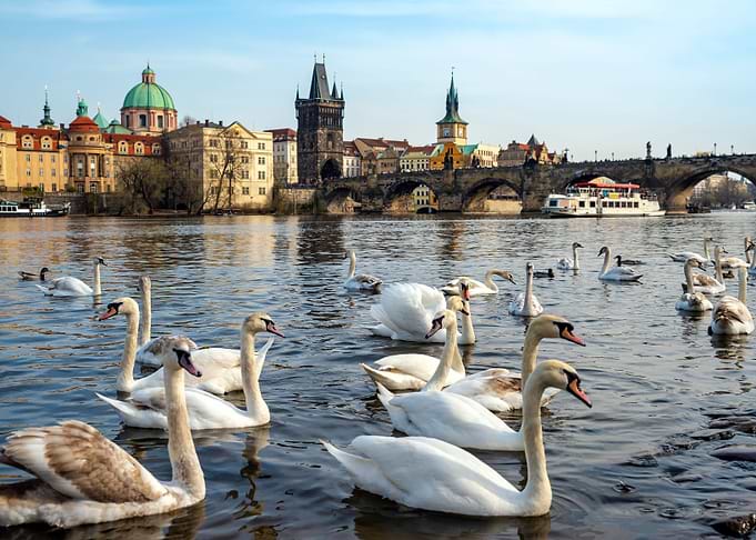 City Swans