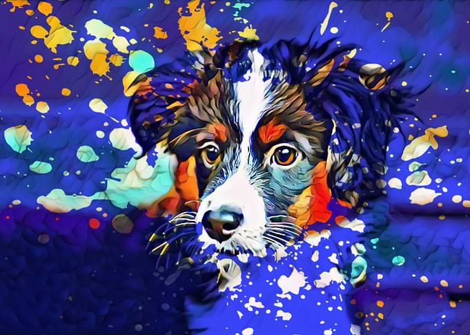 Abstractly Australian Shepherd