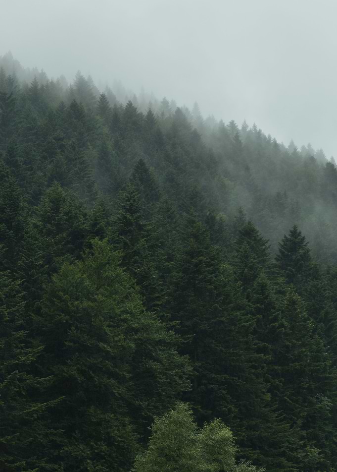 Misty landscape with foggy forest.