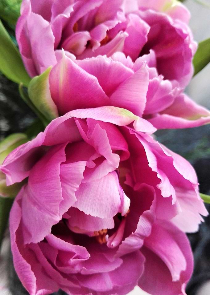 full tulips 165