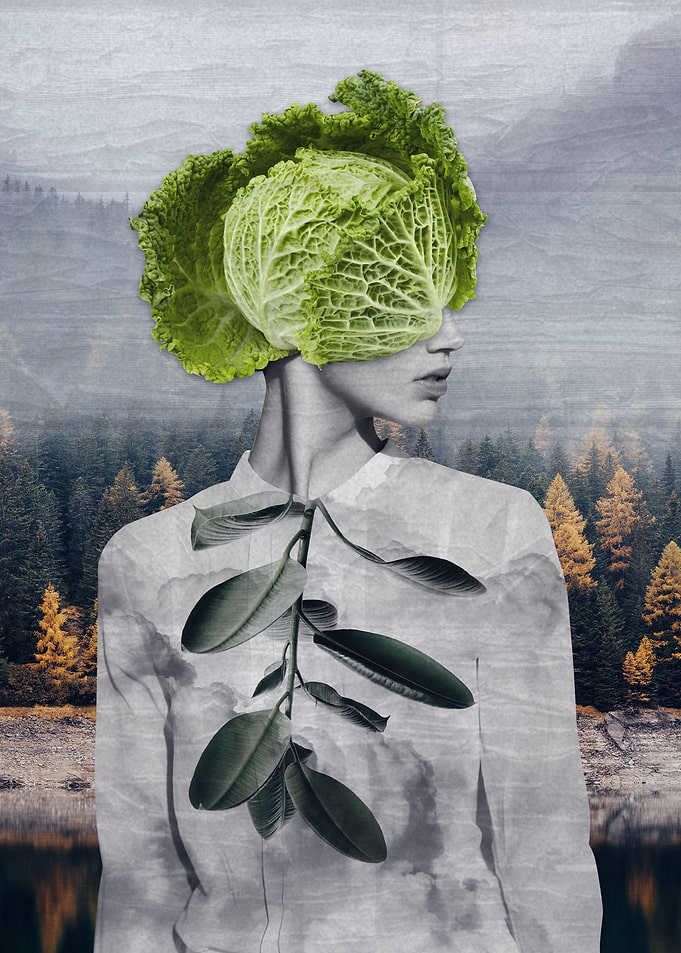 Cabbage Fairy
