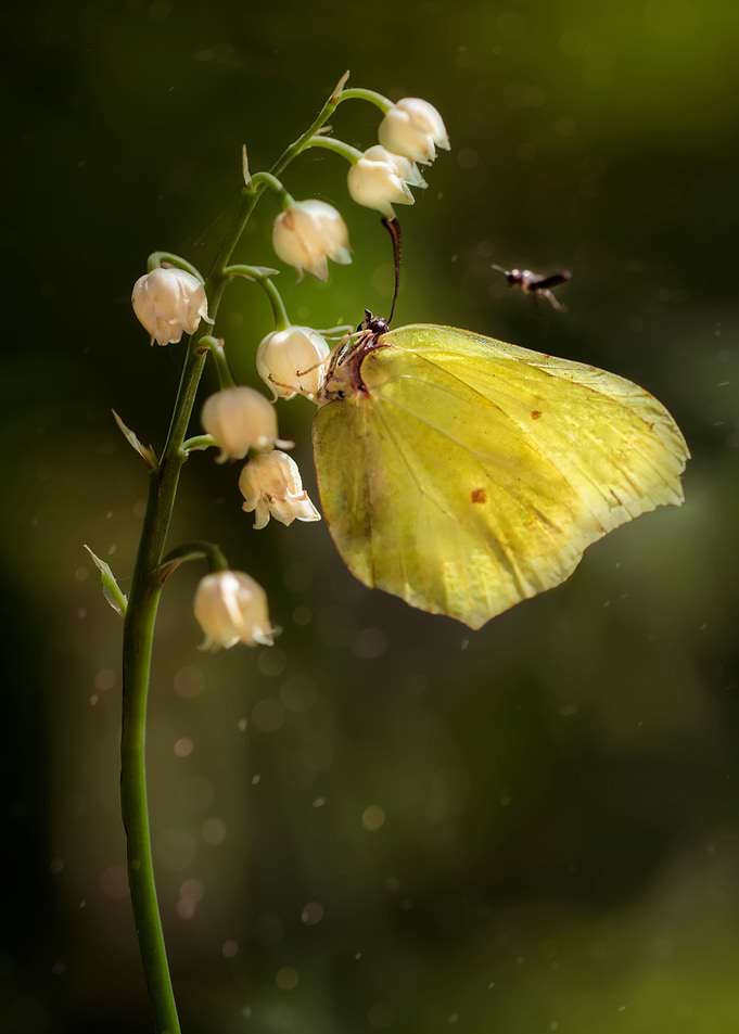 Yellow butterfly on lily of the valley flowers