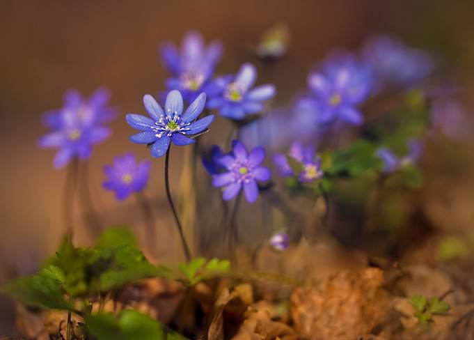 Fresh liverworts at sunrise