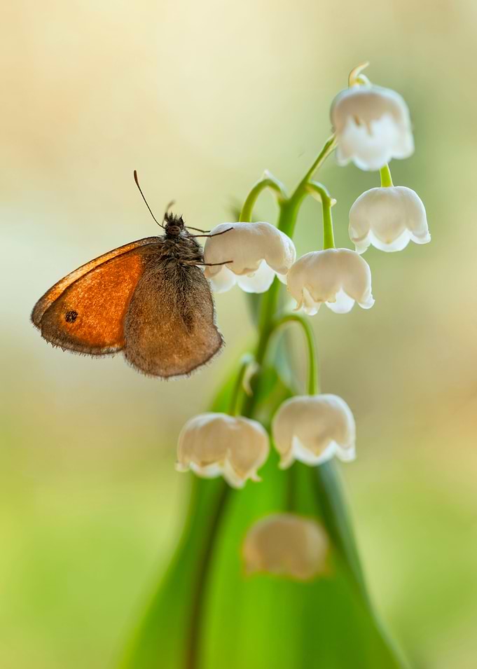Orange butterfly on lily of the valley flowers