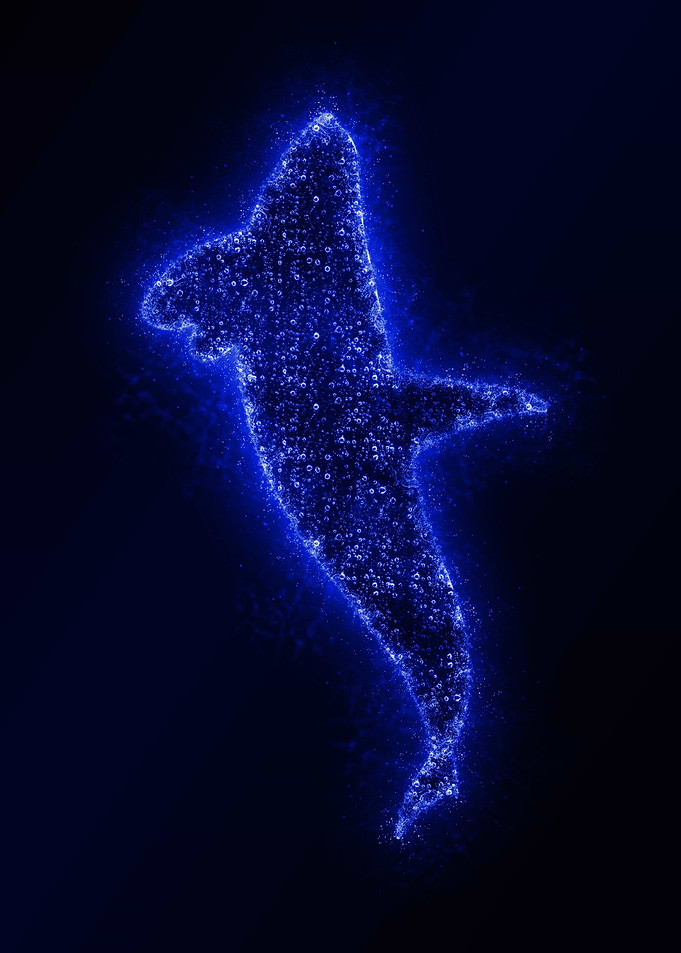 Splash Whale