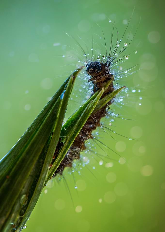Little monsters - hairy caterpillar