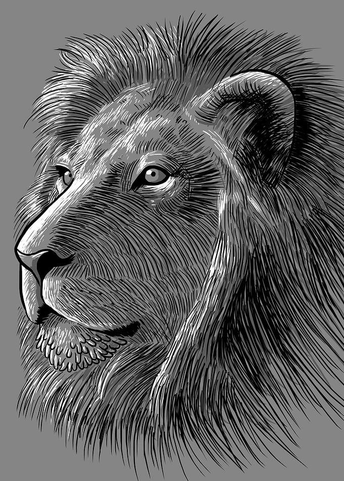 Sketch Lion