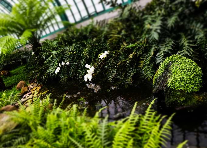 Peaceful scenery - Royal Greenhouse of Brussels