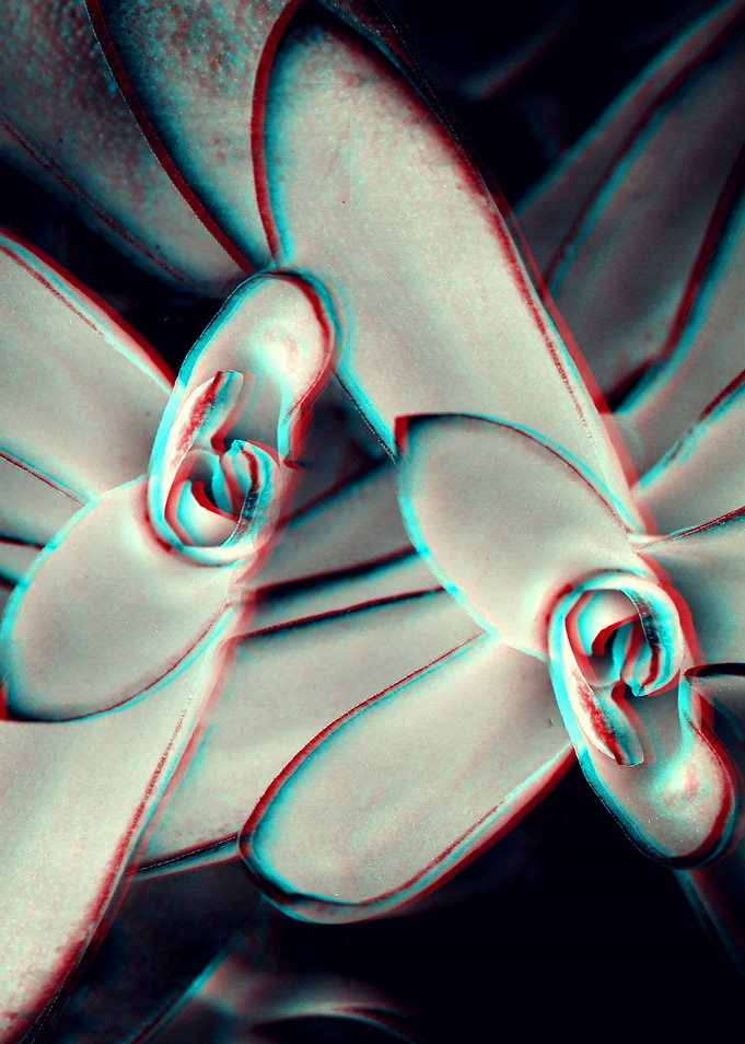 Anaglyphic 3D Succulent