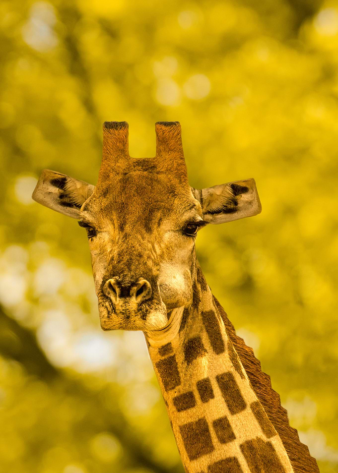Cubic Giraffe