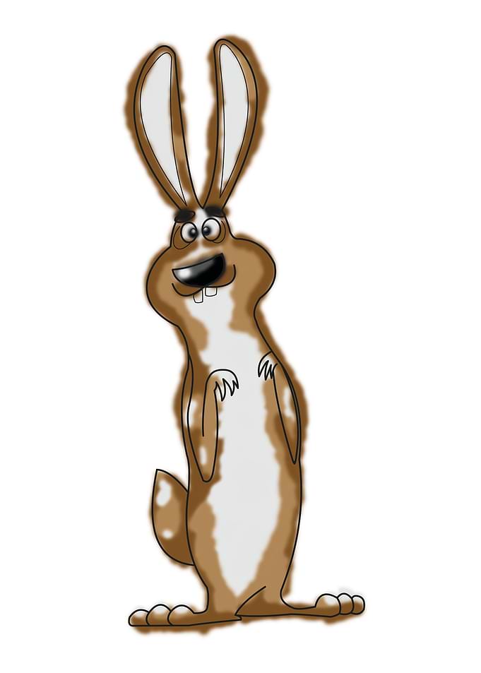 Rabbit