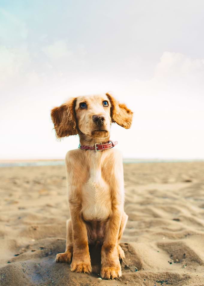 Cubic Dog