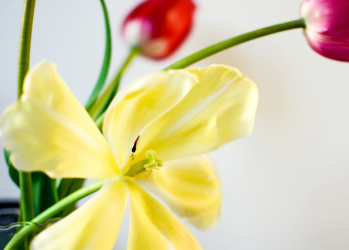 Tulip Zen