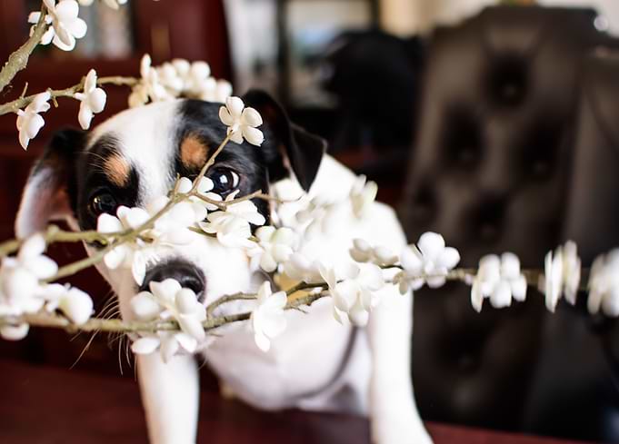 Curiosity - Cute puppy through white flowers