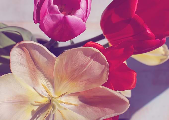 Zen Tulips 2