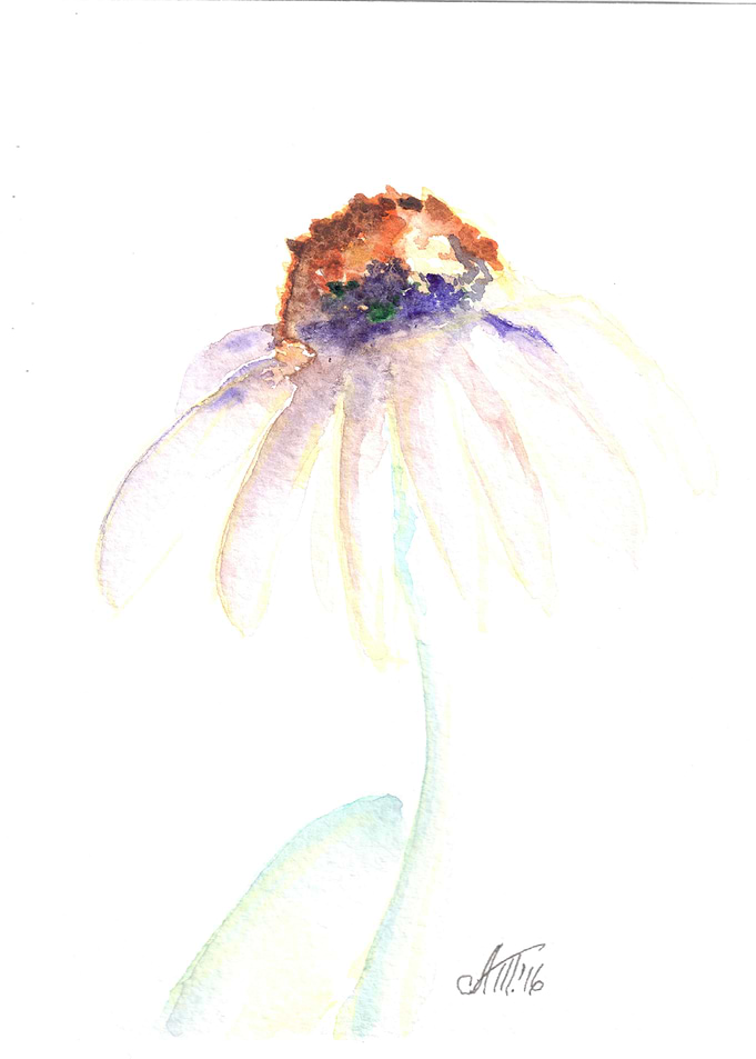 Single Daisy