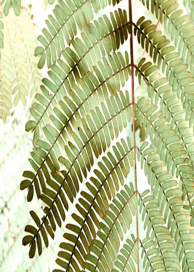 Foliage 2