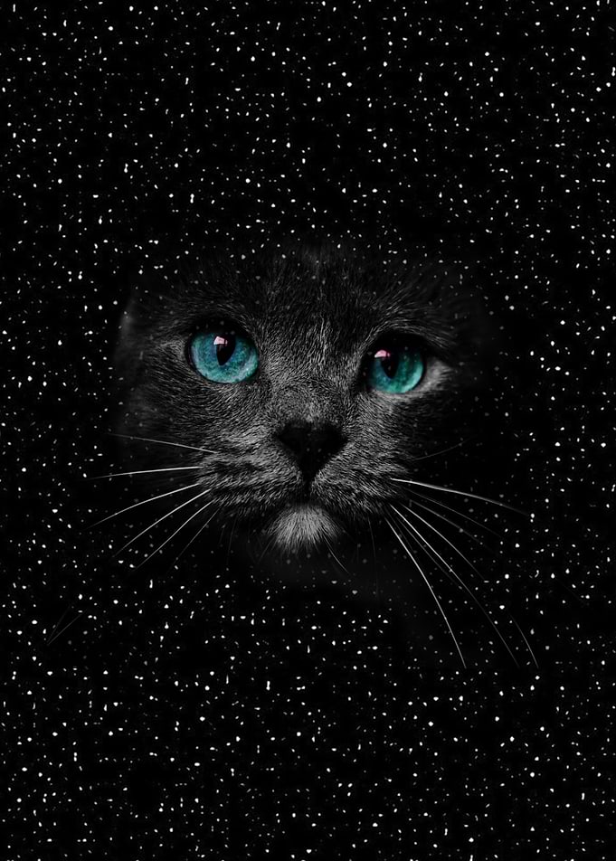 Star Cat
