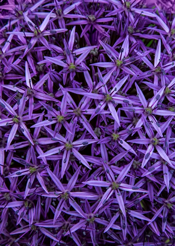 Violet flowers of Giant garlic plant