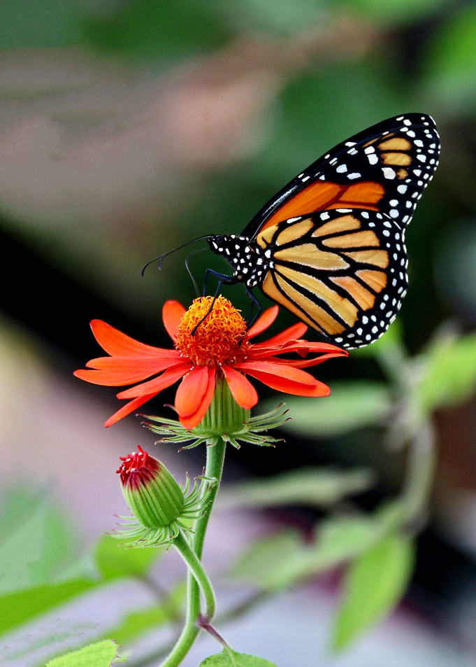 Monarch Butterfly atop an orange flower