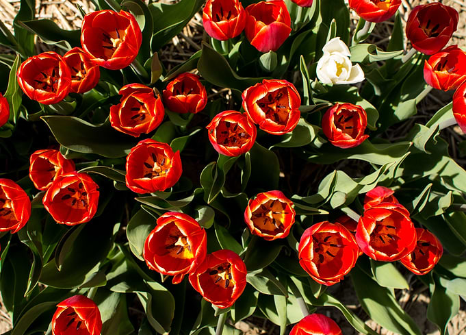 White Tulip in a Field of Red