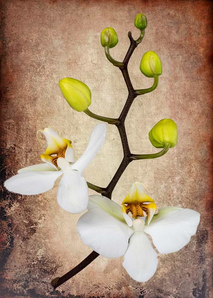 Two orchids and five buds