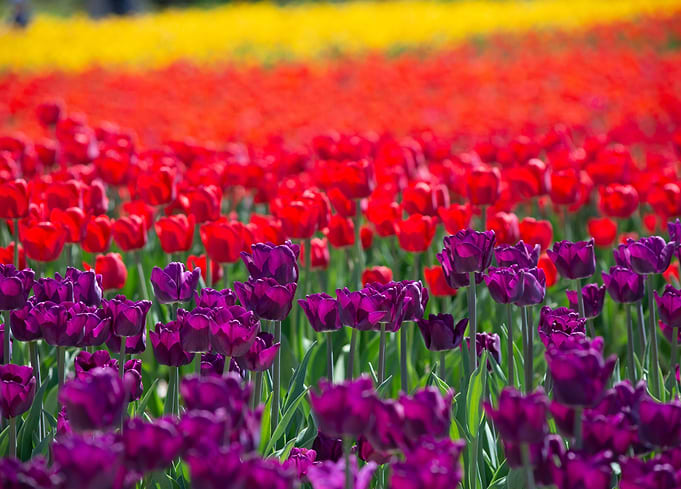Rainbow in a Field of Tulips