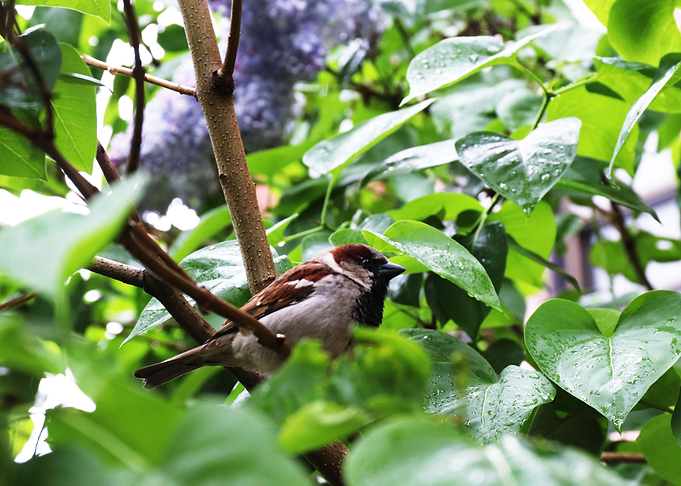 Staying Dry