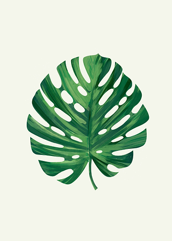 Monstera - Leaf