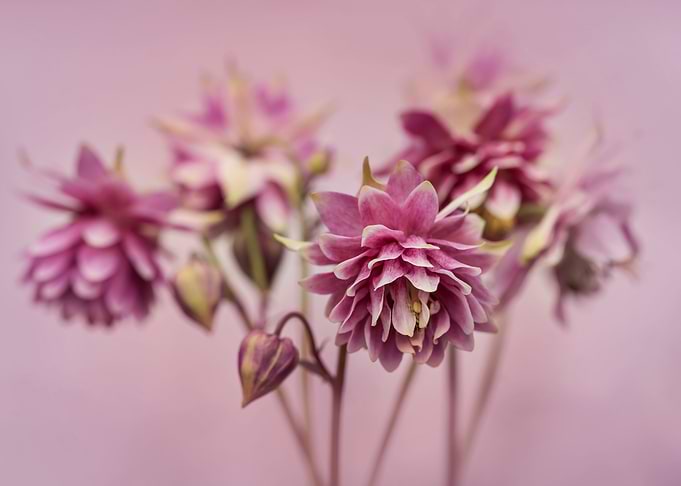 Pink columbine flowers