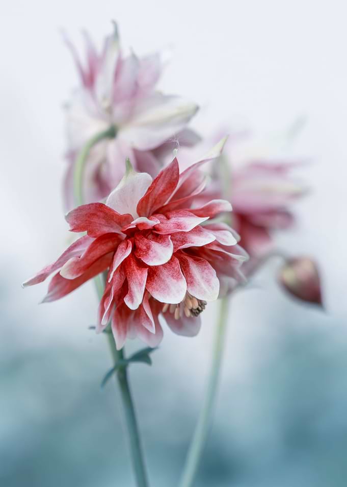 Red columbine flowers