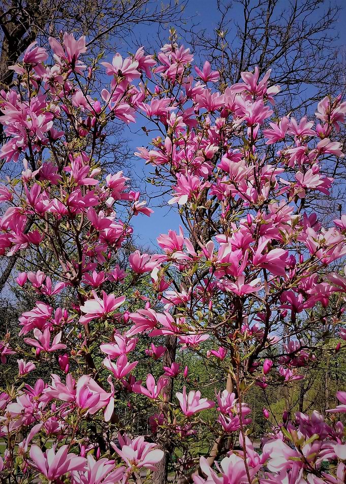 pink magnolia