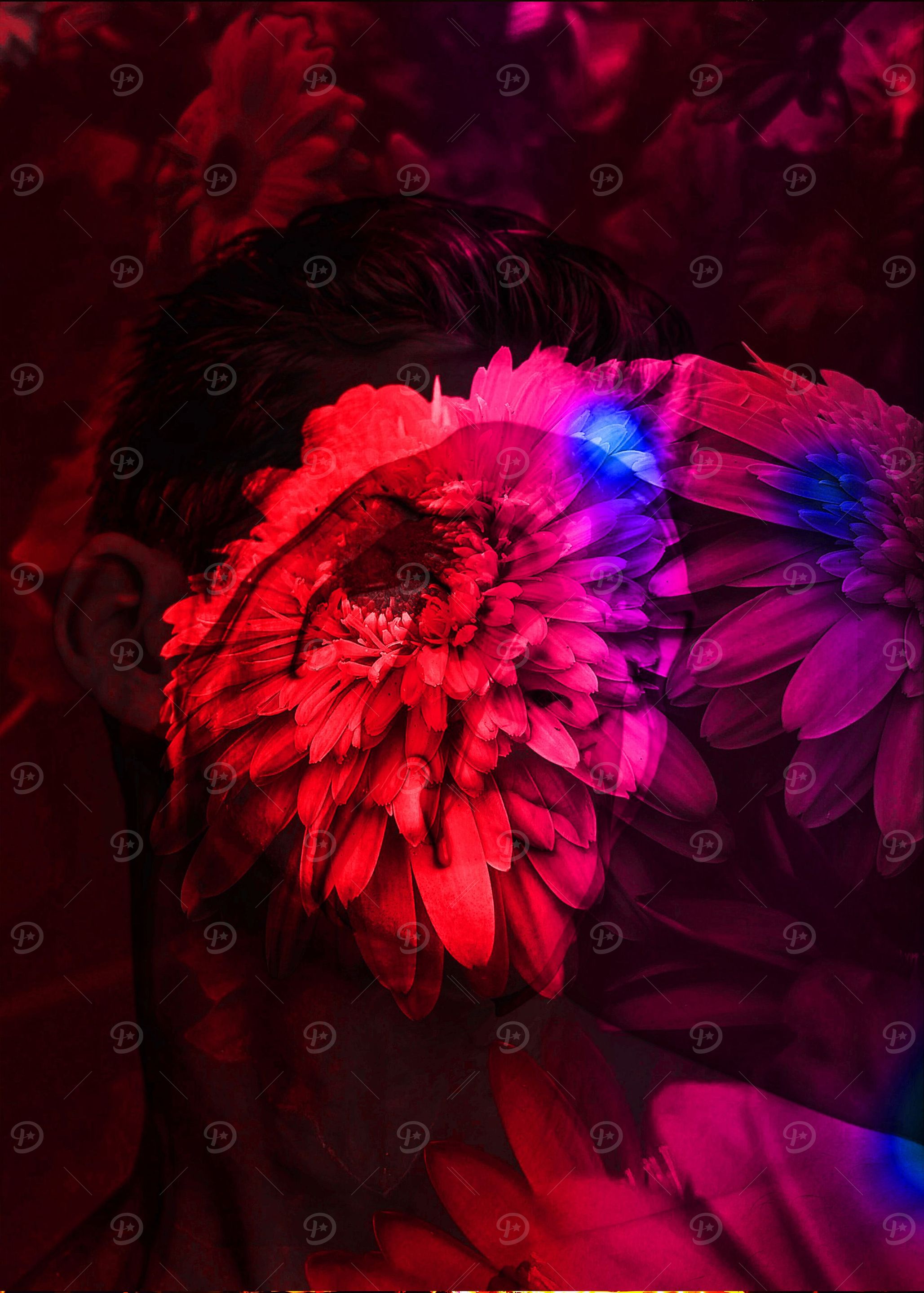 The man the flower and the phoenix