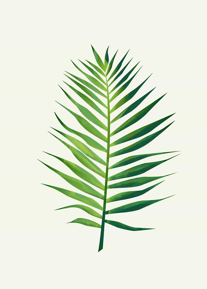 Palm Leaf