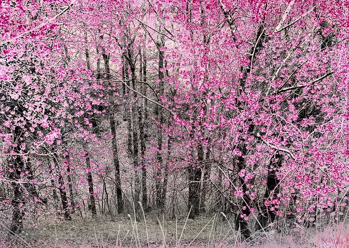 Flowering almond trees