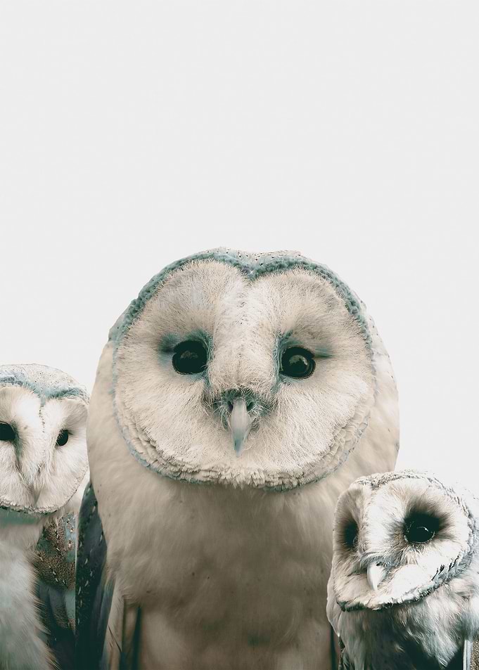 Owls