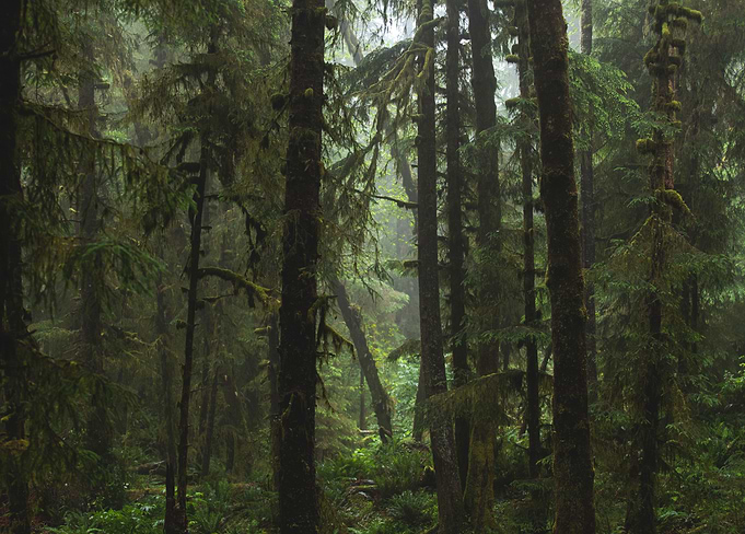 Foggy Northwest Forest