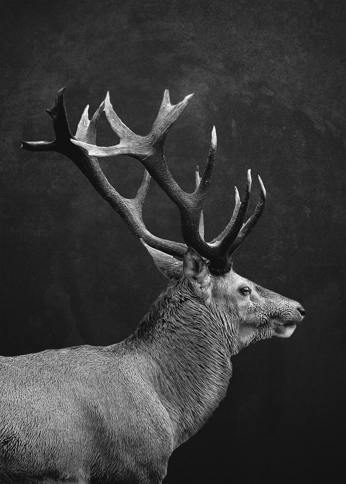 DEER 10