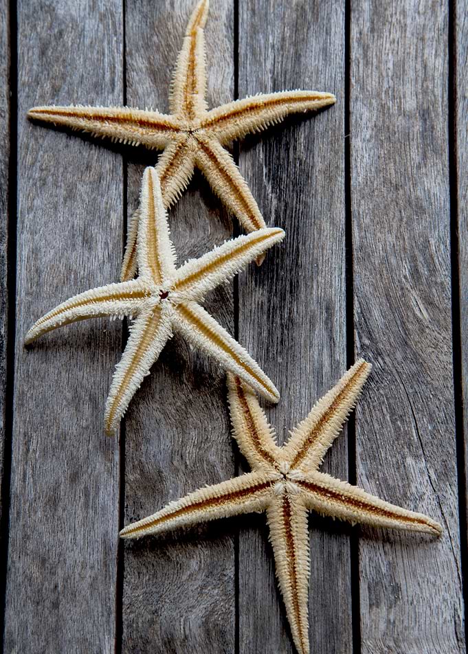 Starfishes in wooden
