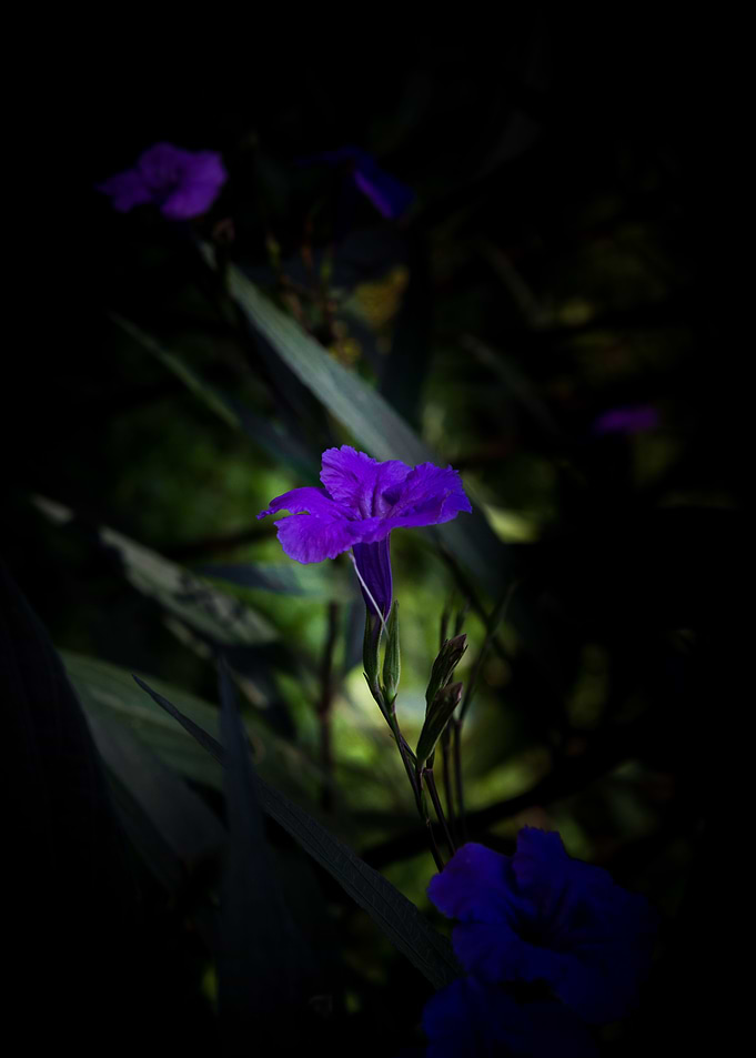 Violet flowers