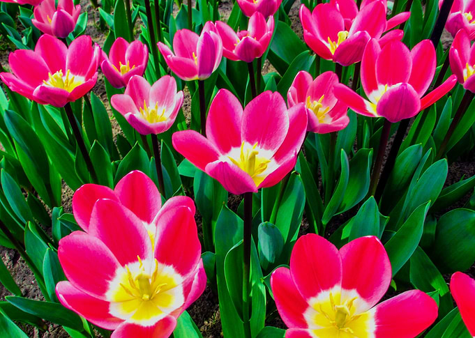 Tulips